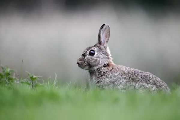 Conejo, Orictolagus cuniculus — Foto de Stock