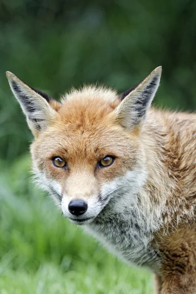 Red fox, Vulpes vulpes — Stock Photo, Image