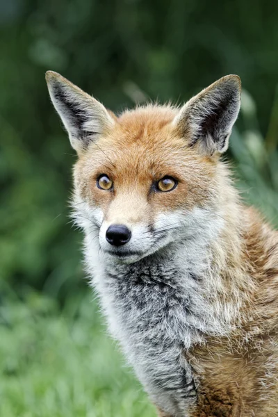 Κόκκινη Αλεπού, Βούλπες — Φωτογραφία Αρχείου