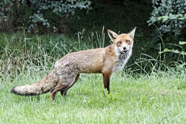 Red fox, Vulpes vulpes — Stock Photo, Image