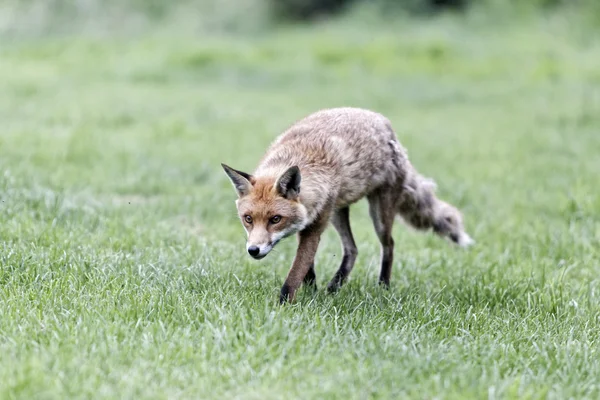 Volpe rossa, Vulpes vulpes — Foto Stock