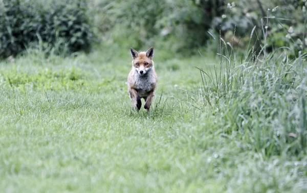 Kızıl Tilki, Vulpes vulpes — Stok fotoğraf