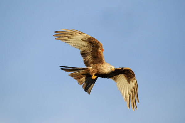 Red kite, Milvus milvus