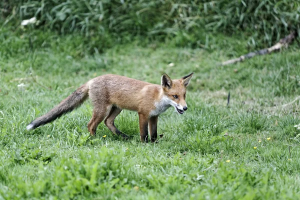 Kızıl Tilki, Vulpes vulpes — Stok fotoğraf