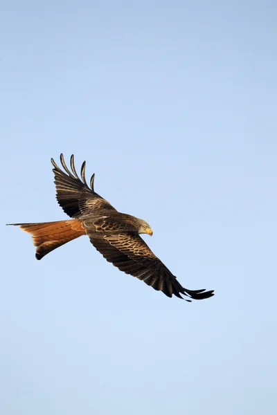 Rode vlieger, Milvus milvus — Stockfoto