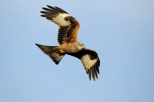 Rode vlieger, Milvus milvus — Stockfoto