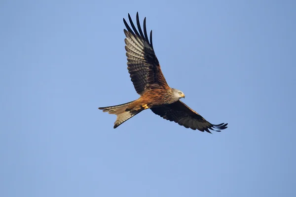 Rode vlieger, Milvus milvus — Stockfoto