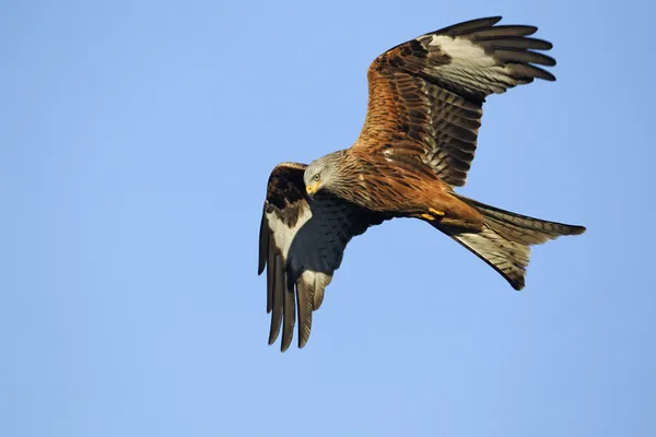 Rode vlieger, Milvus milvus — Stockfoto