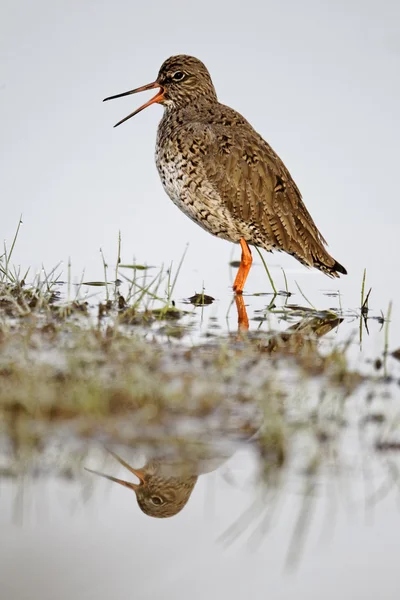 Tureluur, tringa totanus — Stockfoto