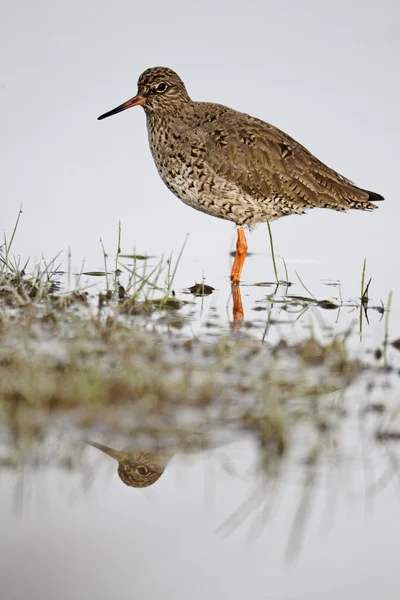 Tureluur, tringa totanus — Stockfoto