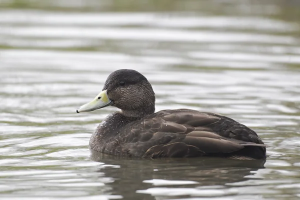 Amerikan kara ördek, enes rubripes — Stok fotoğraf