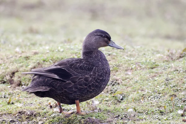 Amerikaanse zwarte duck, anas rubripes — Stockfoto