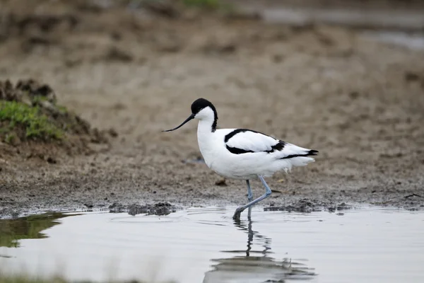 Avocet recurvirostra avosetta, — 图库照片