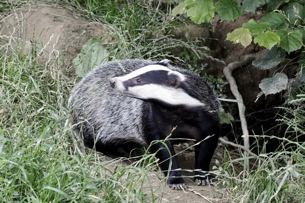 Badger, Meles meleleh — Stok Foto