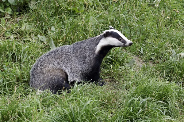 Grävling, meles meles — Stockfoto