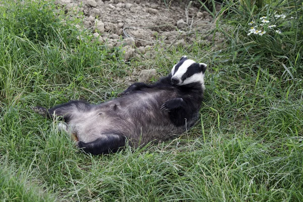 Badger, Meles meles — Stock Photo, Image