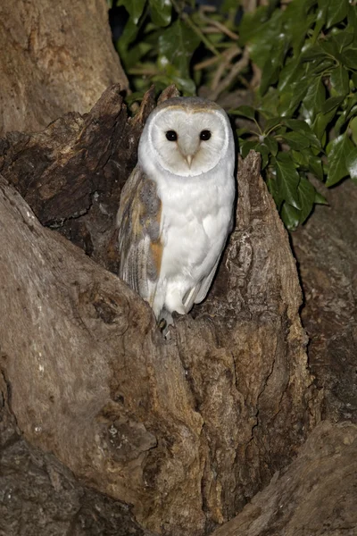 Pajta bagoly, Tyto alba — Stock Fotó