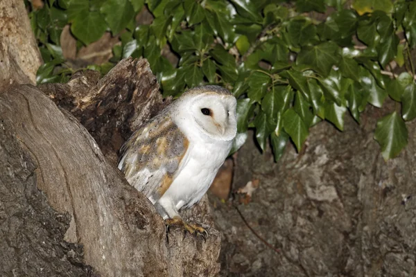 Coruja de celeiro, Tyto alba — Fotografia de Stock