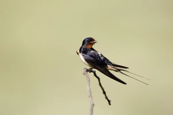 Barn swallow, Hirundo rustica — Zdjęcie stockowe
