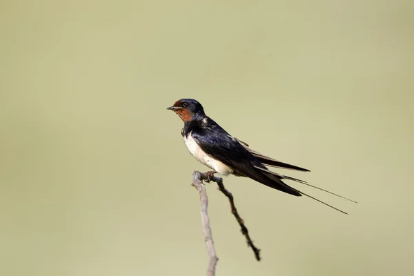 Barn swallow, Hirundo rustica — Zdjęcie stockowe
