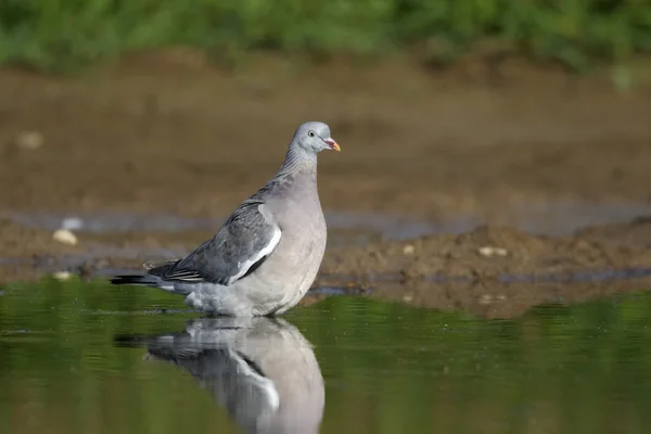 Houtduif, Columba palumbus — Stockfoto