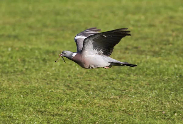 Лісовий голуб, Columba palumbus — стокове фото