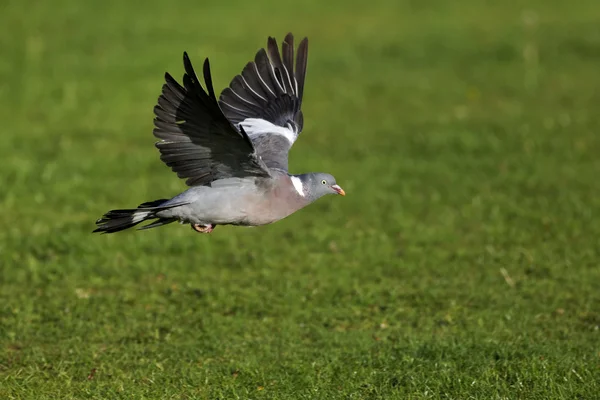 Paloma de madera, Columba palumbus — Foto de Stock