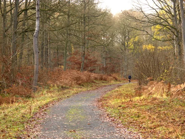 Ancienne voie ferrée maintenant passerelle, Wyre Forest — Photo