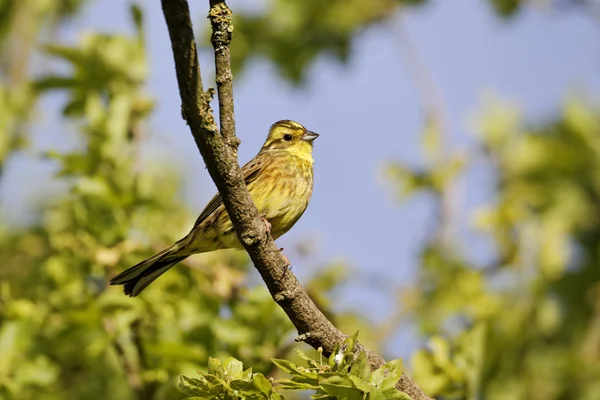 Strnad obecný, emberiza citrinella — Stock fotografie