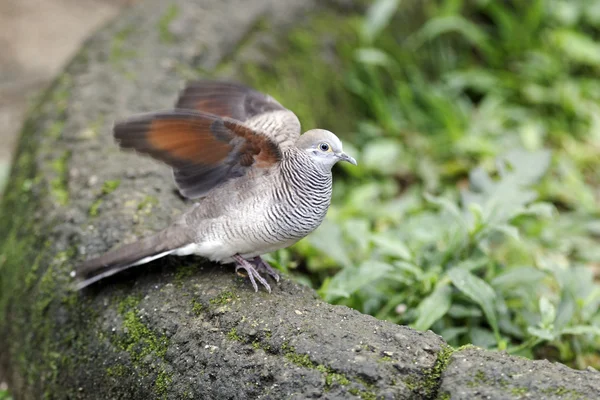 Tourterelle zébrée, Geopelia striata — Photo