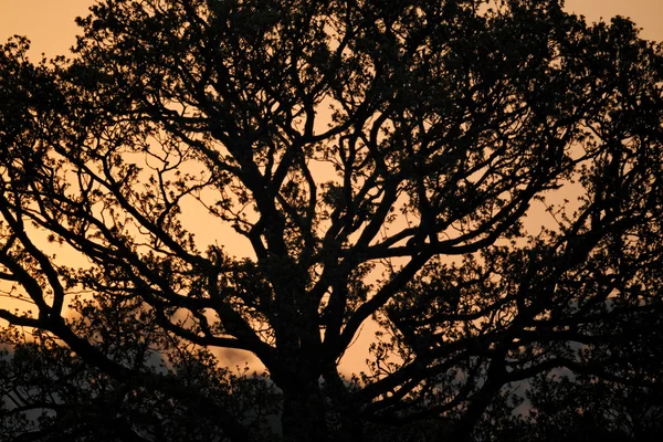 Copaci în zori — Fotografie, imagine de stoc