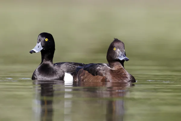 Büschelente, Aythya fuligula — Stockfoto