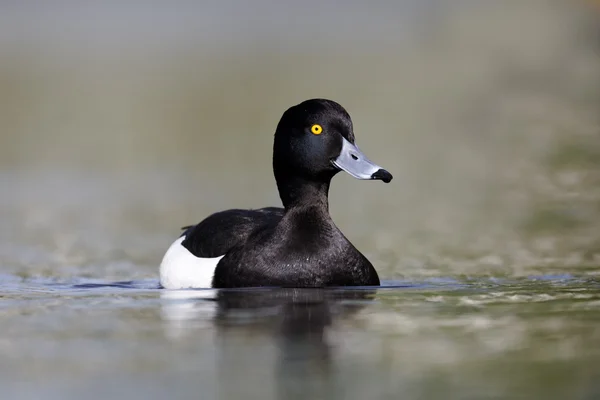 Büschelente, Aythya fuligula — Stockfoto