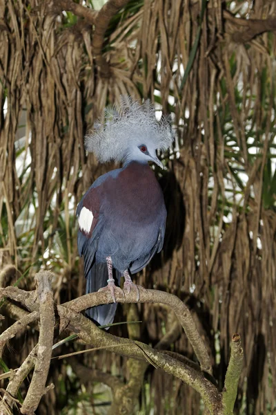 Pombo coroado ocidental, Goura cristata — Fotografia de Stock