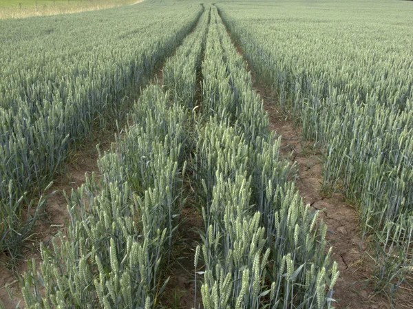 Wheat in field — Stock Photo, Image