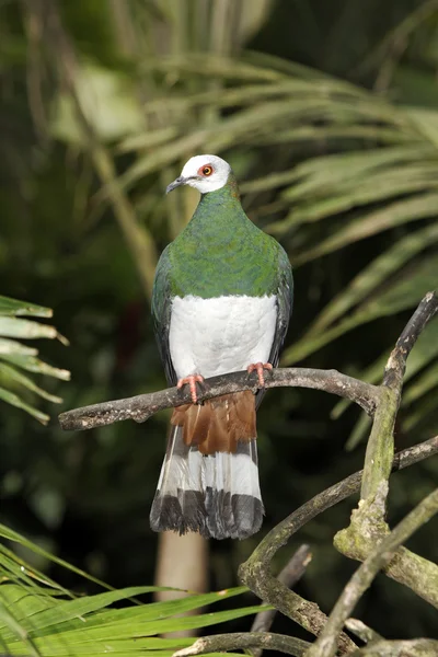 White-bellied muskaatduif, ducula forsteni — Stockfoto