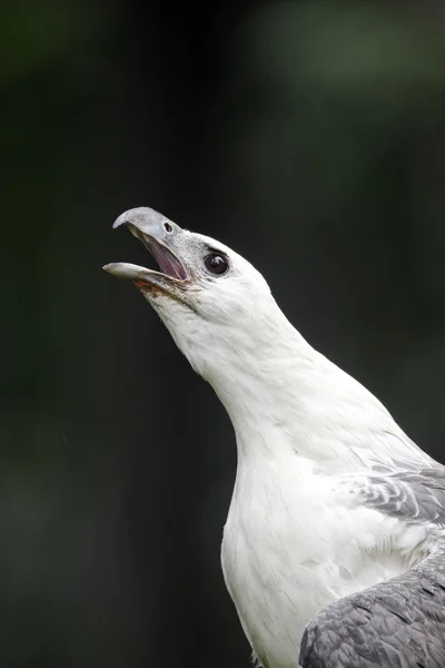 Белобрюхий морской орел, Haliaeetus leucogaster — стоковое фото