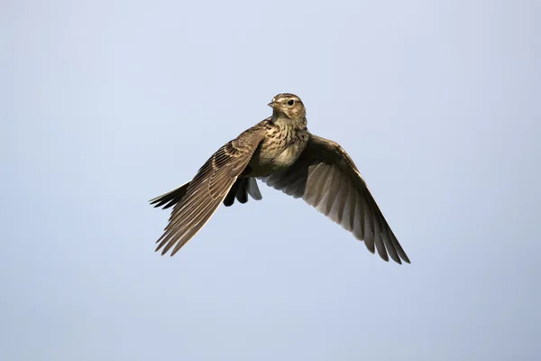 Sånglärka, alauda arvensis — Stockfoto