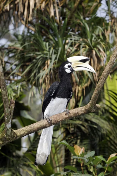 Södra pied-hornbill eller asiatisk pied-hornbill, anthracoceros albirostris — Stockfoto