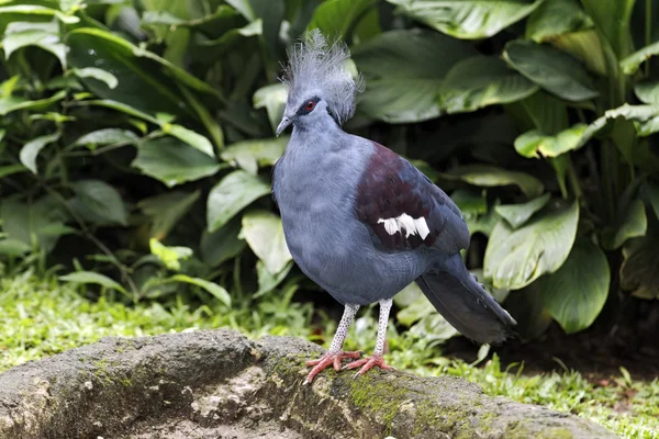 Pigeon couronné du Sud, Goura scheepmakeri — Photo