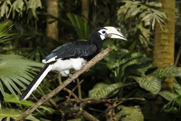 Jižní pied hornbill nebo asijské pied-hornbill, anthracoceros albirostris — Stock fotografie