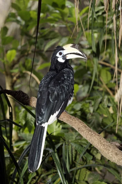 Southern pied-hornbill or Asian Pied-hornbill — Stock Photo, Image