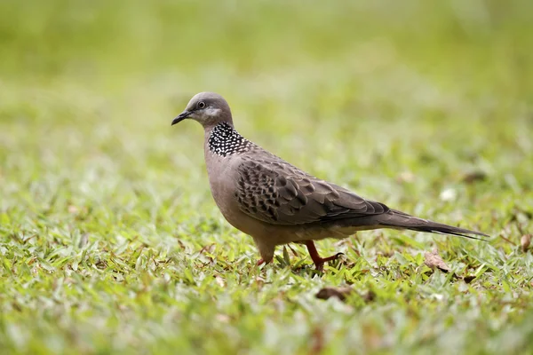 Spotted dove, Streptopelia chinensis — Stock Photo, Image