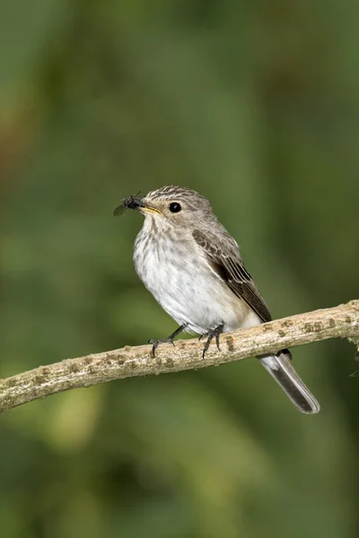 Пятнистая мухоловка, Muscicapa striata — стоковое фото