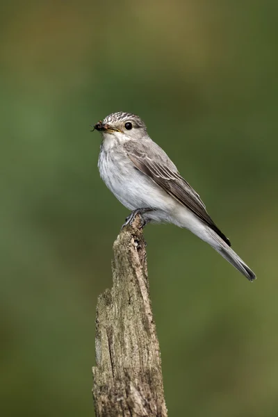 Atrapamoscas, Muscicapa striata — Foto de Stock