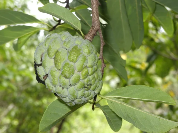 Fruta de Srikaya, Annona squamosa — Fotografia de Stock