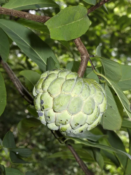 Fruta de Srikaya — Fotografia de Stock