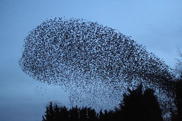 Готель Starling — стокове фото