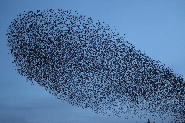 Estornino, sturnus vulgaris —  Fotos de Stock