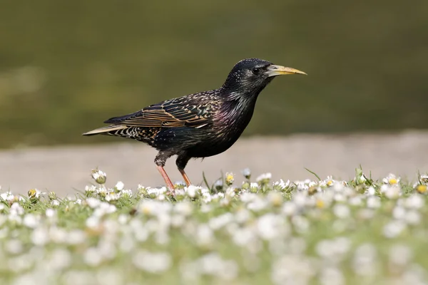 Szpak, sturnus vulgaris — Zdjęcie stockowe